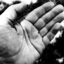 alfarman-blog