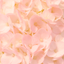 fairycure-blog