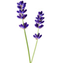 lavender-lady-love avatar