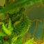 legalize-sweet-kush