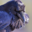 pygmypyncher