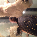 the-awkward-turt:  Such an angry beastie. He will fight you.