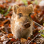 animals-of-autumn