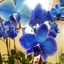 littlebluegirlie