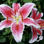 choking-on-lilies-blog
