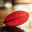 54321amelia09876-blog