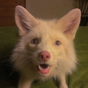 civil-anarchy:  tarrloks-butt:  livingwithfoxesblog:  Kira the Marble fox is excited