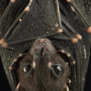 bioluminescent-bat avatar