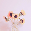 the-queen-wallflower-blog