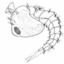 mosqlarva
