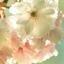 photographyandprettiness