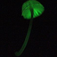 faintlybioluminescent