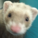 slice-o-cheesecake:NVM THEY BOTH LOVE IT I want a ferret T ^T