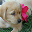 lsdpuppy