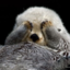 ottergf