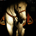 equus--caballus avatar