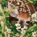 La Petite Biche