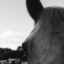 beholdagreyhorse