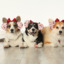 twosillycorgis