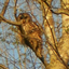 owlet1