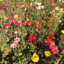 xxxxsmiley-blog