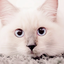wooricat