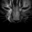 jupiterjones28-blog