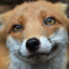 felixxfox