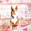 dogwooddogs