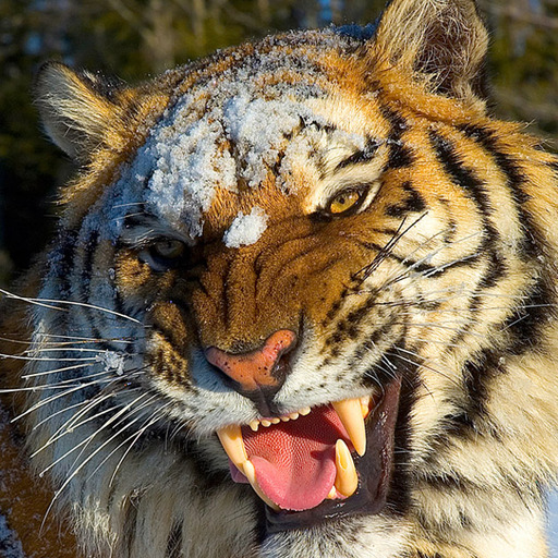 truscumtiger:  I’m just so tired of Tumblr’s attitude towards mental illness, gender, and sexuality.I’m tired of going to someone’s blog, thinking they seem cool, then seeing they’re a polygender demiboy dmab catkin demisexual who uses itself