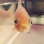 pesce-on-air