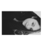 stephforu
