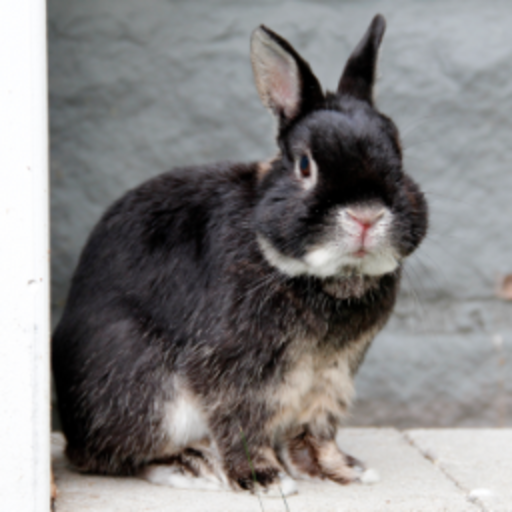 Ann Arbor Rabbit Needs a Home!