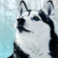 hyperactive-husky