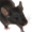 Social Anxiety Mouse