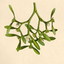 plants-in-my-bedroom-aestethic