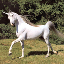 i-speak-unicorn avatar