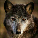 he-who-runs-with-wolves:   	Arktischer Wolf