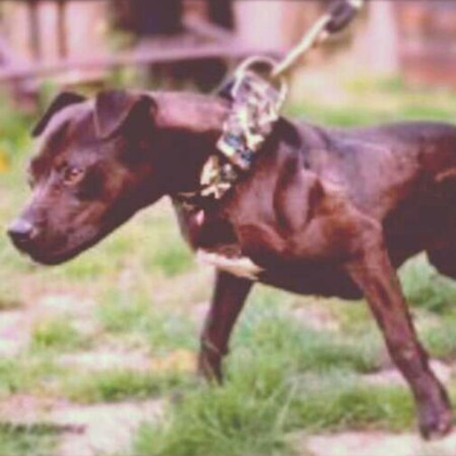 It's Not How They're Raised, It's How Dogs Are Managed That Managed Most.