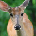 alittledeer avatar