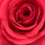 theloveheruniversal
