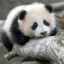 maneatingpanda-blog