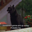 my-cat-can-dance