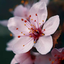 cherryblossom-citylights