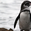 awesomegalapagospinguin