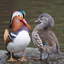 angelduck9