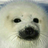 just baby harp seals