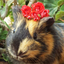 cindy-pig-blog