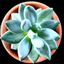 sunshineplants