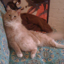 facecharactersgalore:  properdalliance:  This? Oh it’s just a video of Tigger doing
